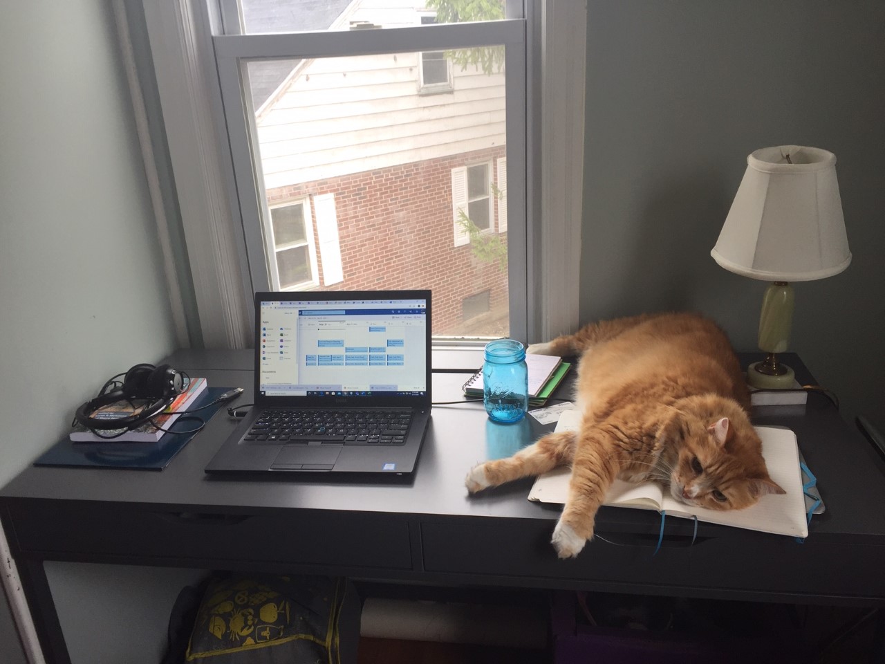 A laptop and a cat on a desk next to a window